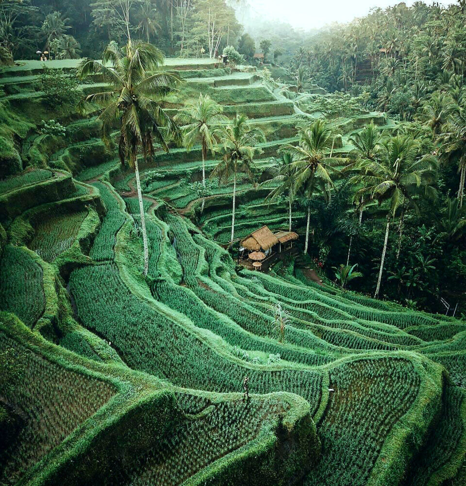 Наси горенга хватит всем: Бали превратит 6000 гектаров сухих земель в новые рисовые поля
