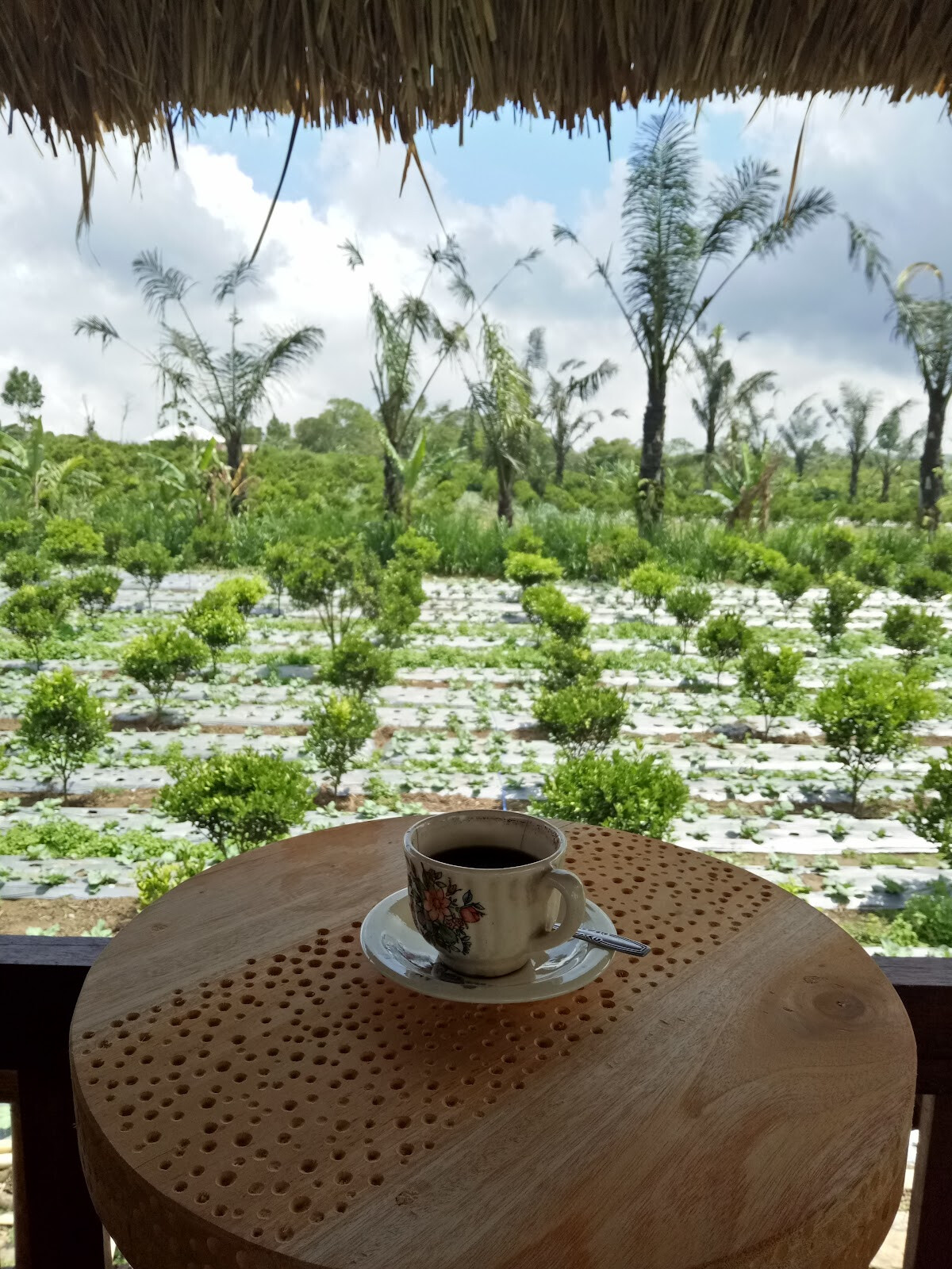 Kopi Catur Arabika Kintamani