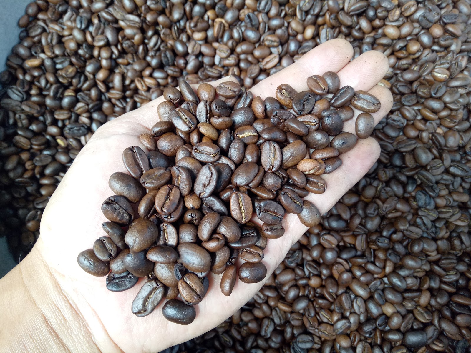 Kopi Catur Arabika Kintamani