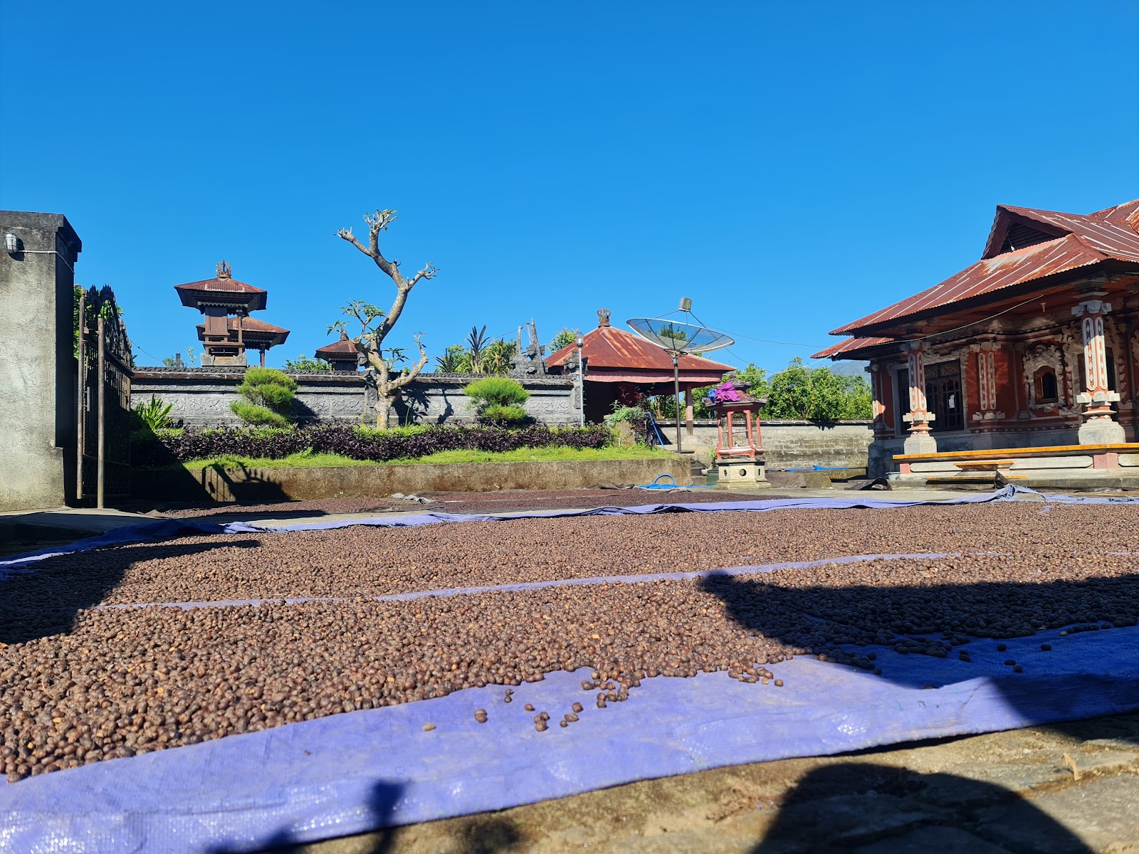 Kopi Catur Arabika Kintamani