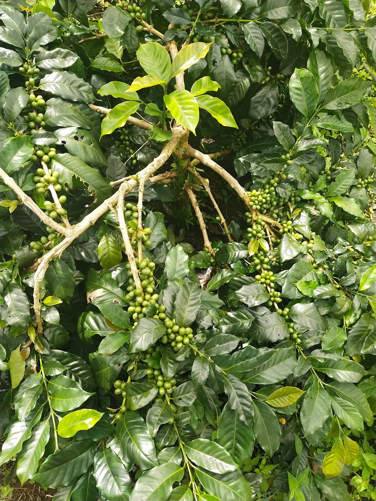 Kopi Catur Arabika Kintamani