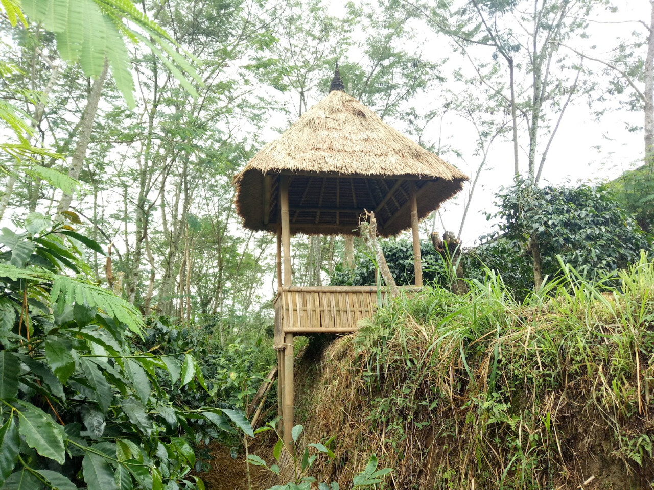 Kopi Catur Arabika Kintamani