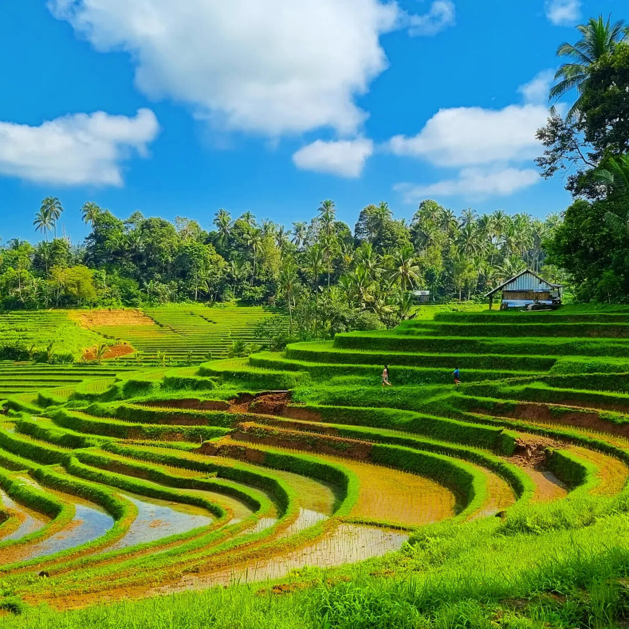 Belimbing Rice Terraces