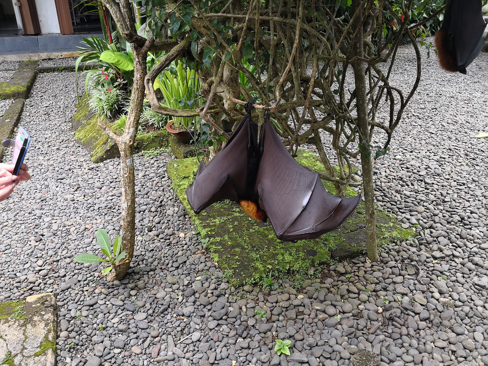 Belimbing Rice Terraces