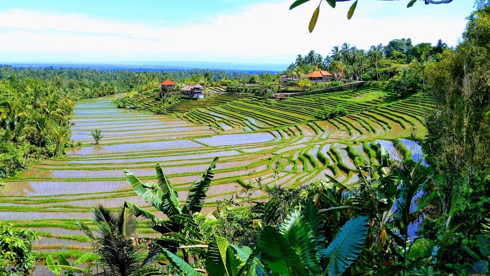 Belimbing Rice Terraces