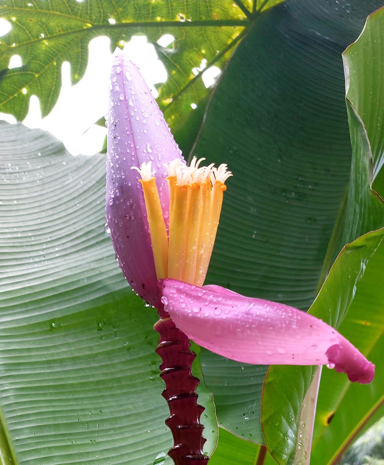 Tibu Sampi Waterfall