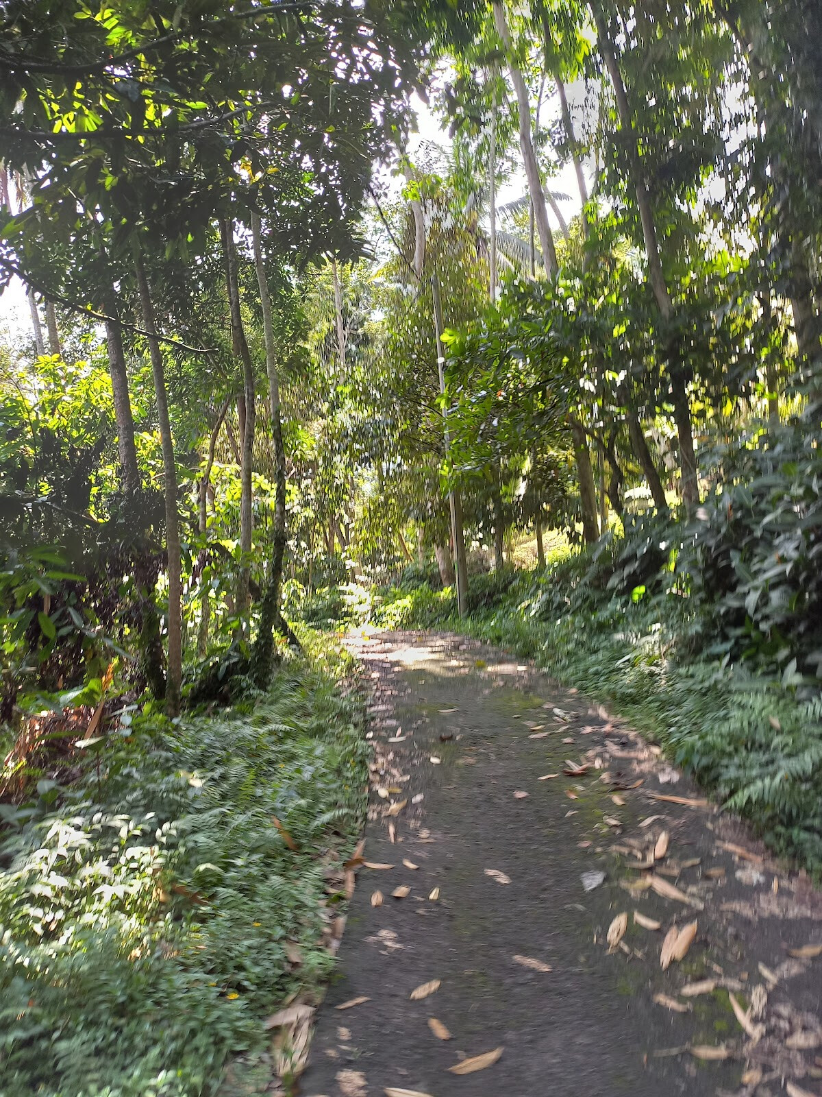 Tibu Sampi Waterfall