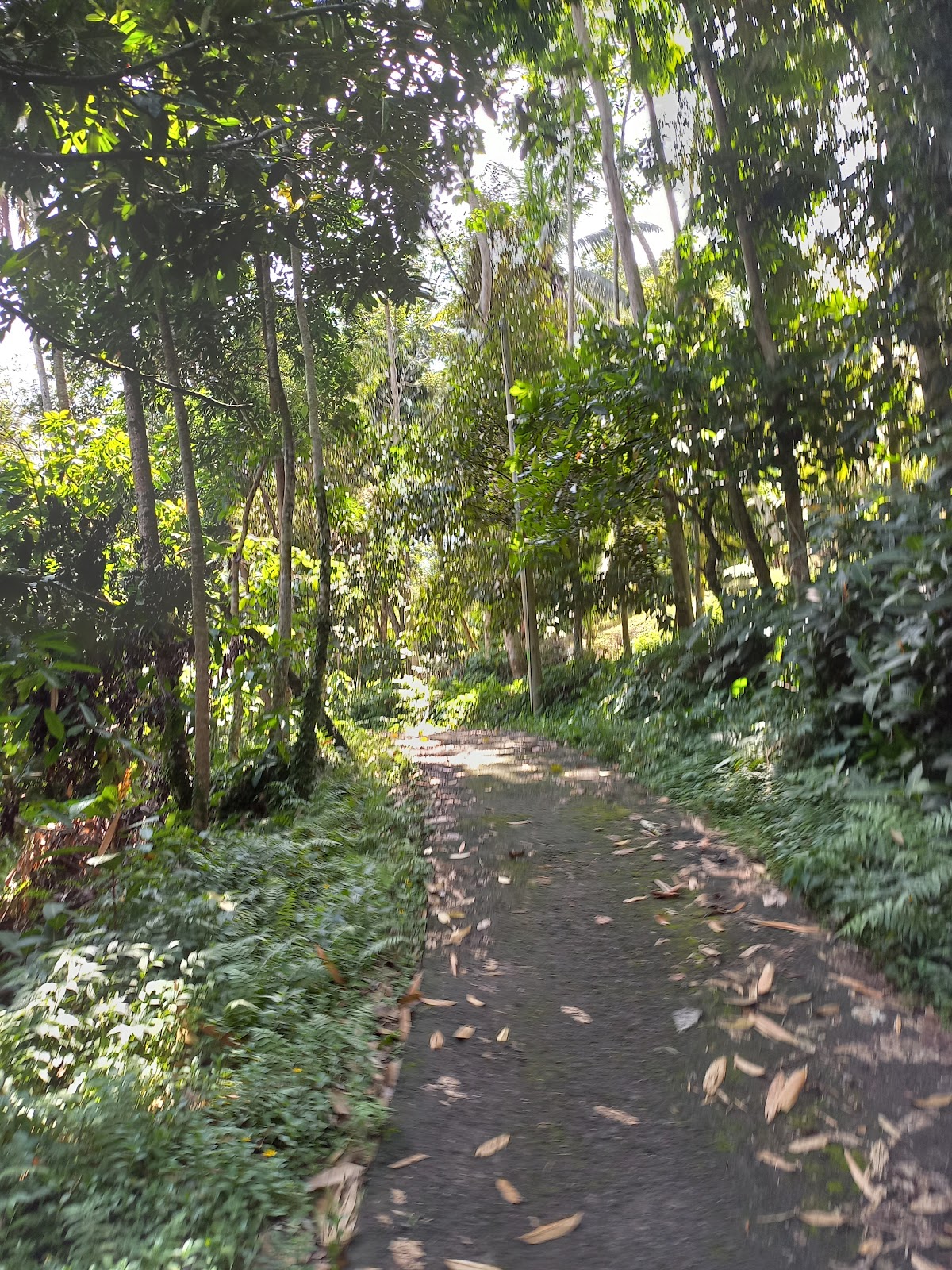 Tibu Sampi Waterfall