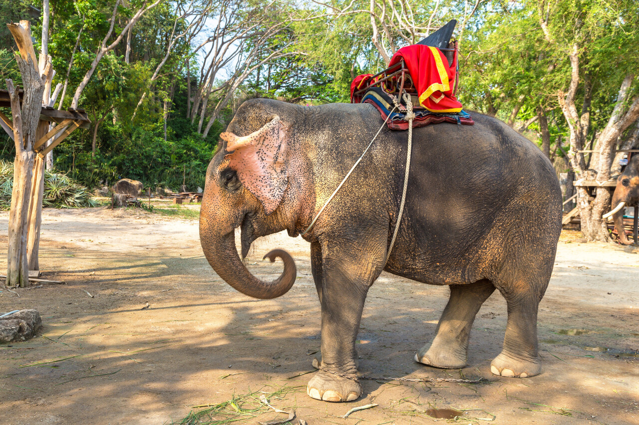 Bali Zoo отменил катание на слонах с 1 января