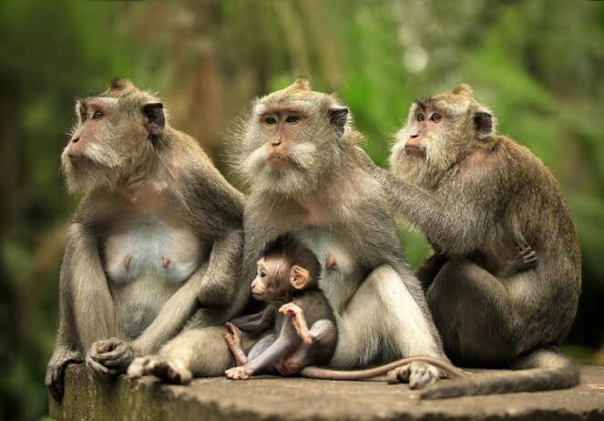 Парк Monkey Forest