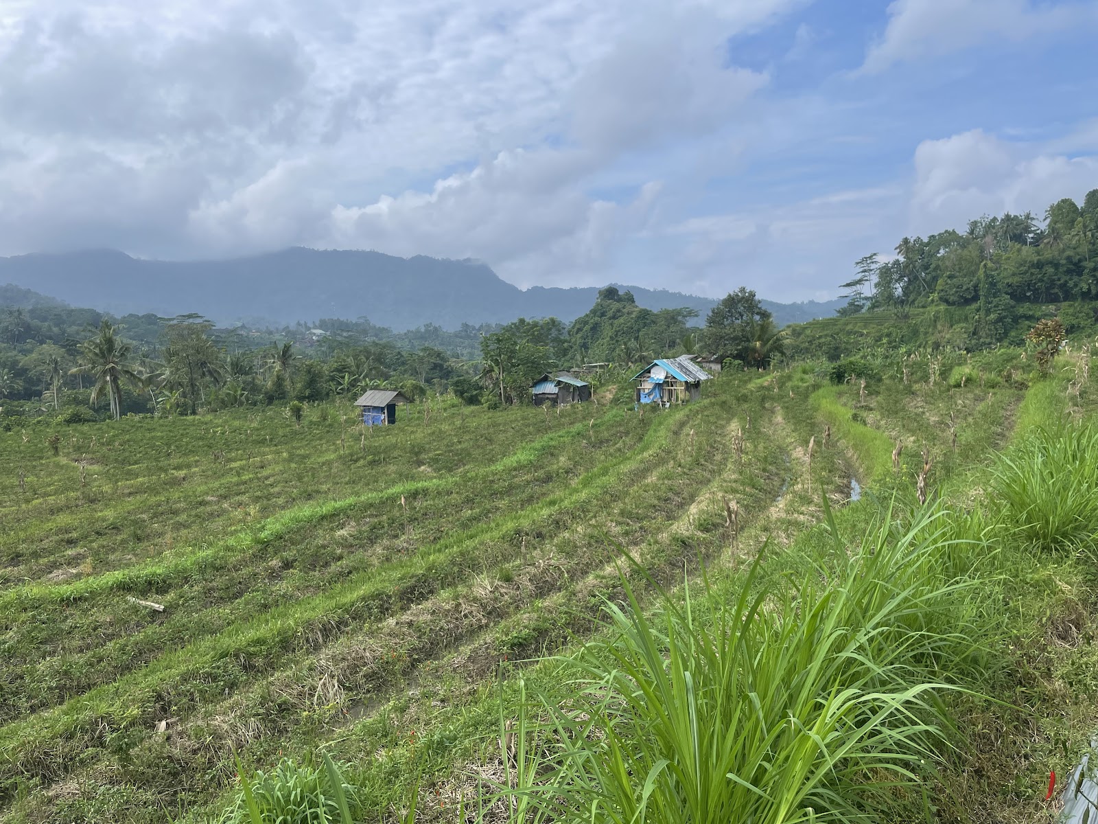 SIDEMEN RICE TERRACE
