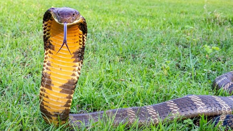 Змеи на Бали. Что делать, если дома змея???