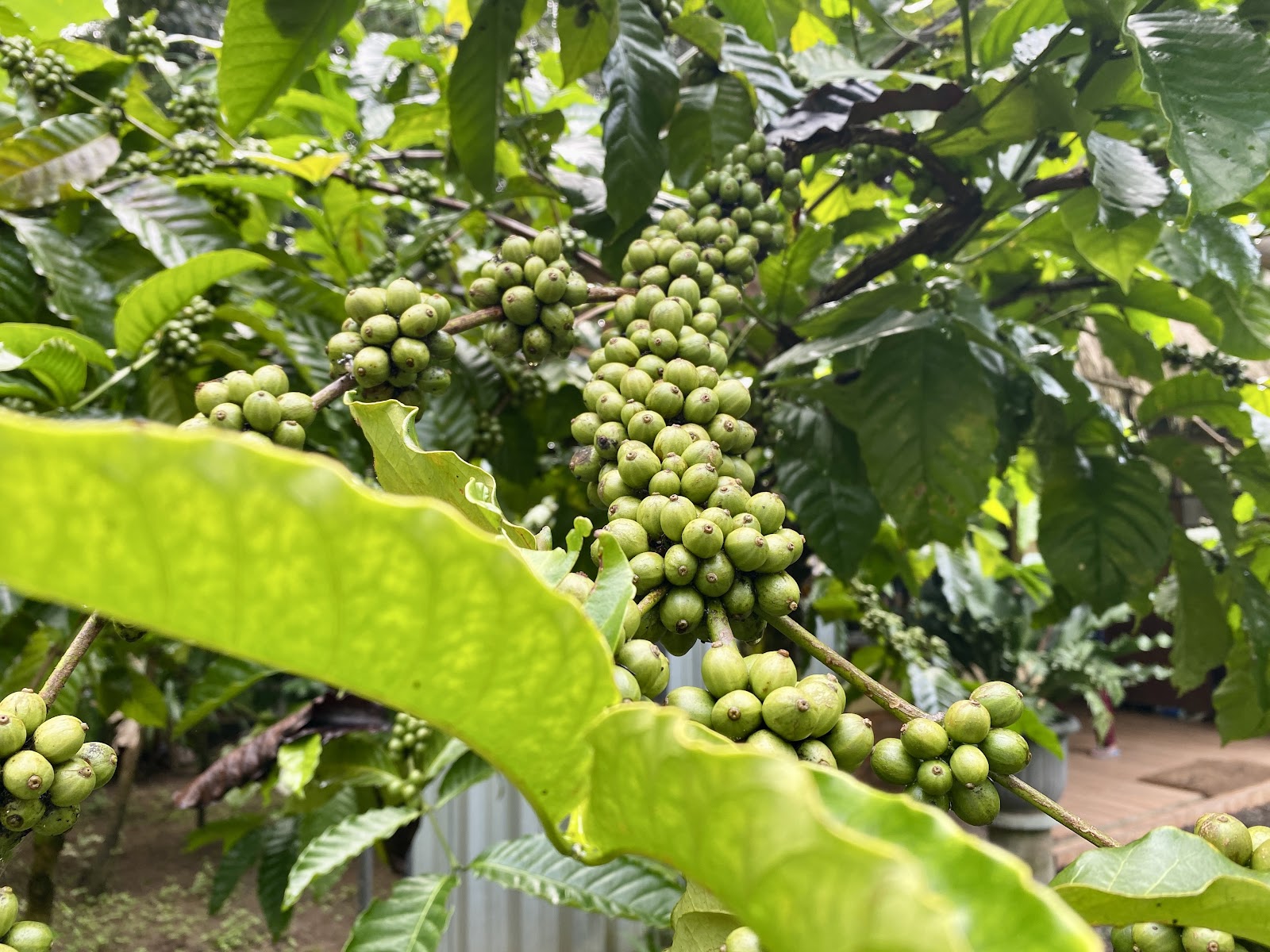 Tunas Bali Luwak Coffee