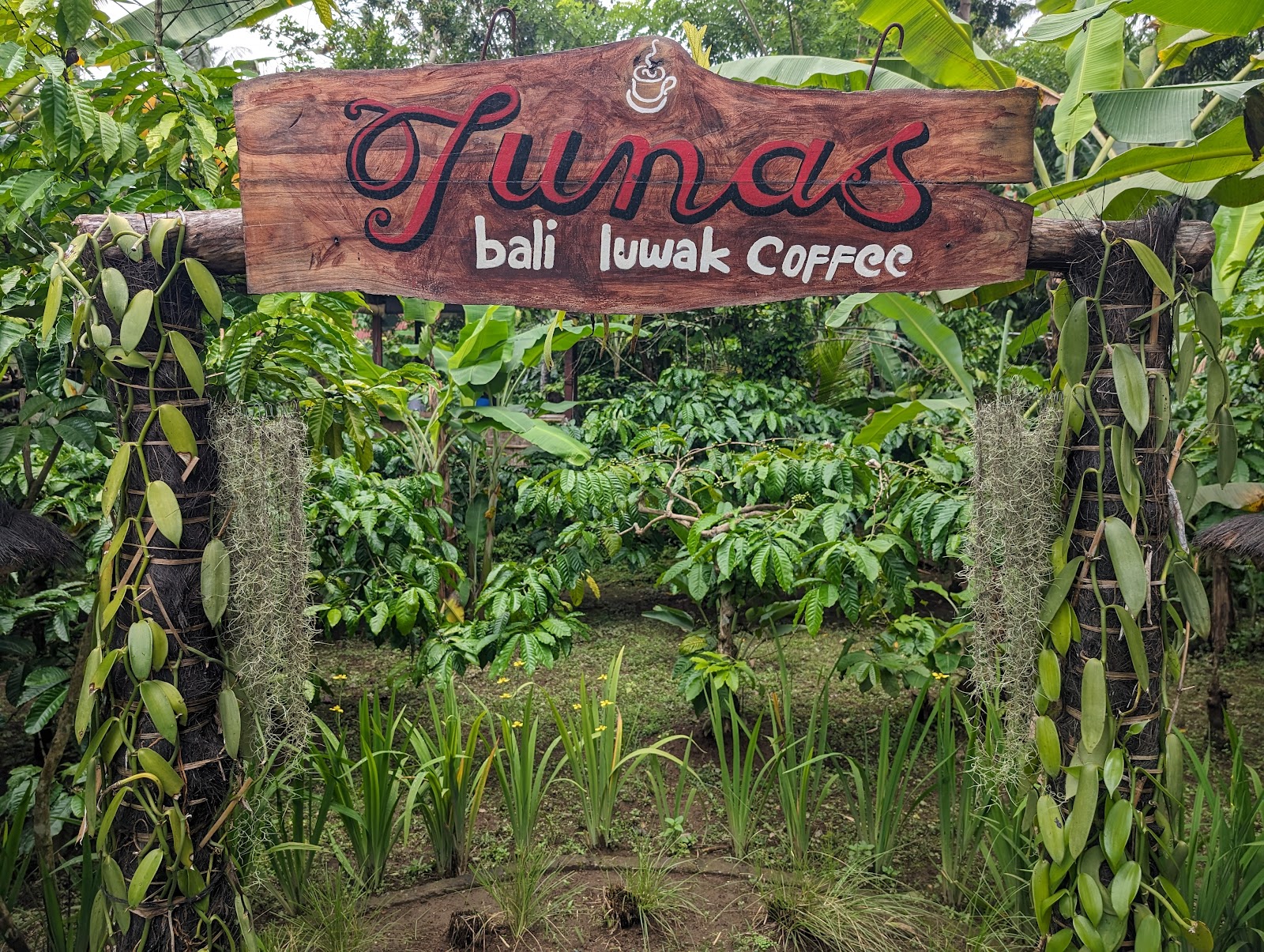 Tunas Bali Luwak Coffee