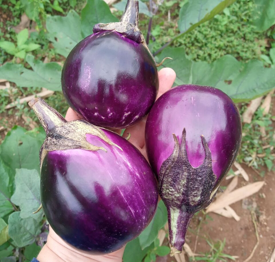 Садоводство на Бали: ваш урожай на террасе