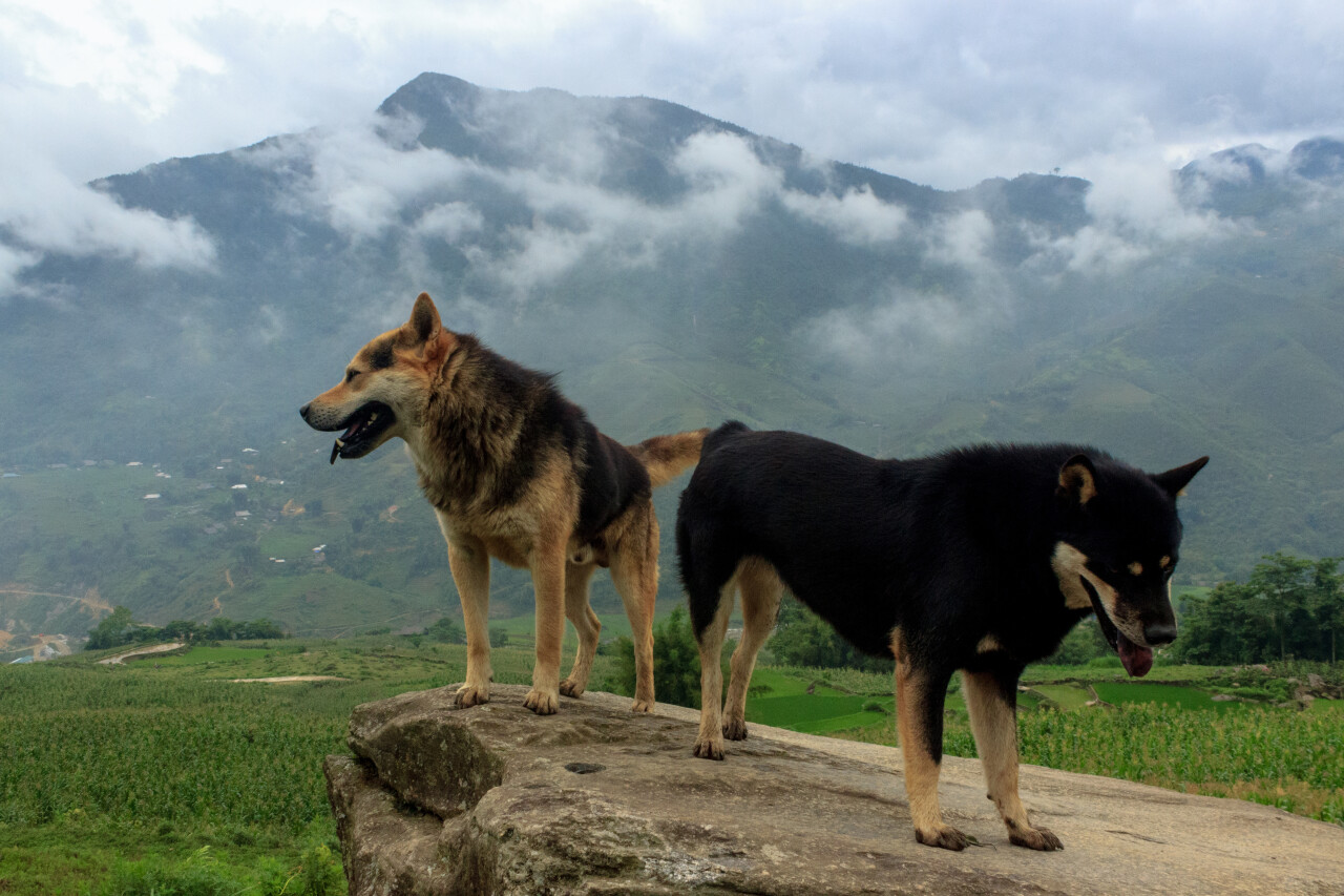 На Бали в 2025 году привили от бешенства 482 868 животных