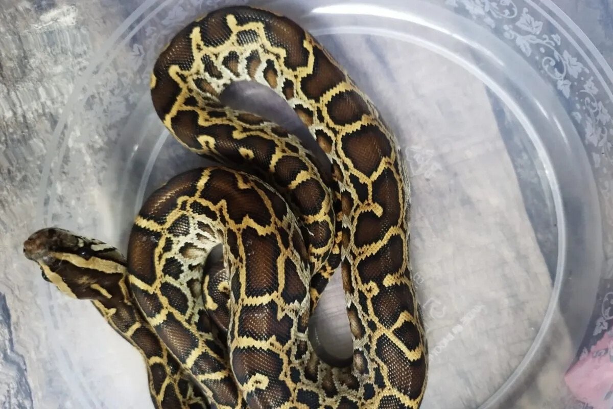 Питоны и игуаны: в аэропорту Бали пресекли вывоз 202 животных