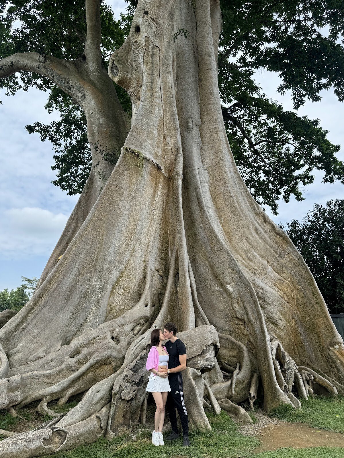 Bayan Ancient Tree
