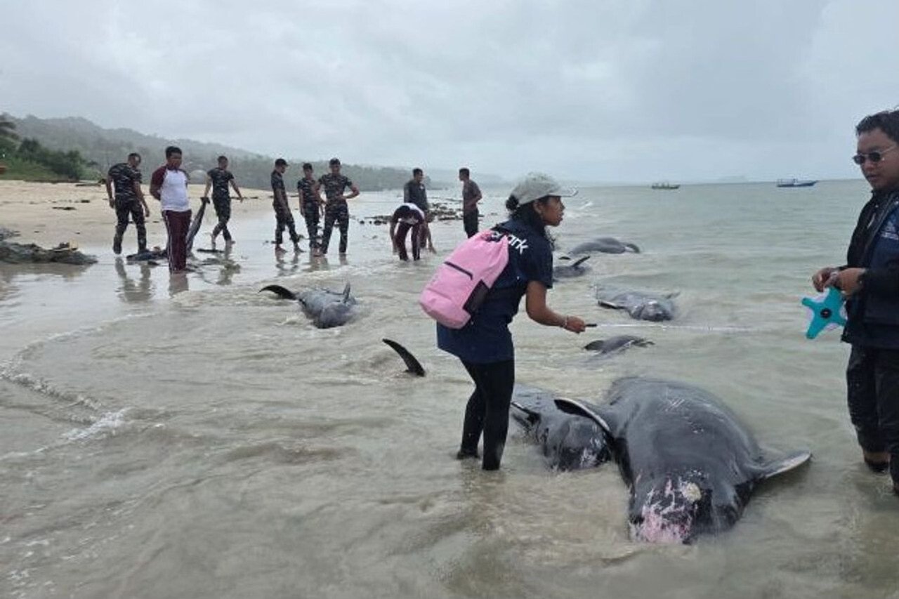 55 дельфинов выбросились на берег на одном из островов Индонезии