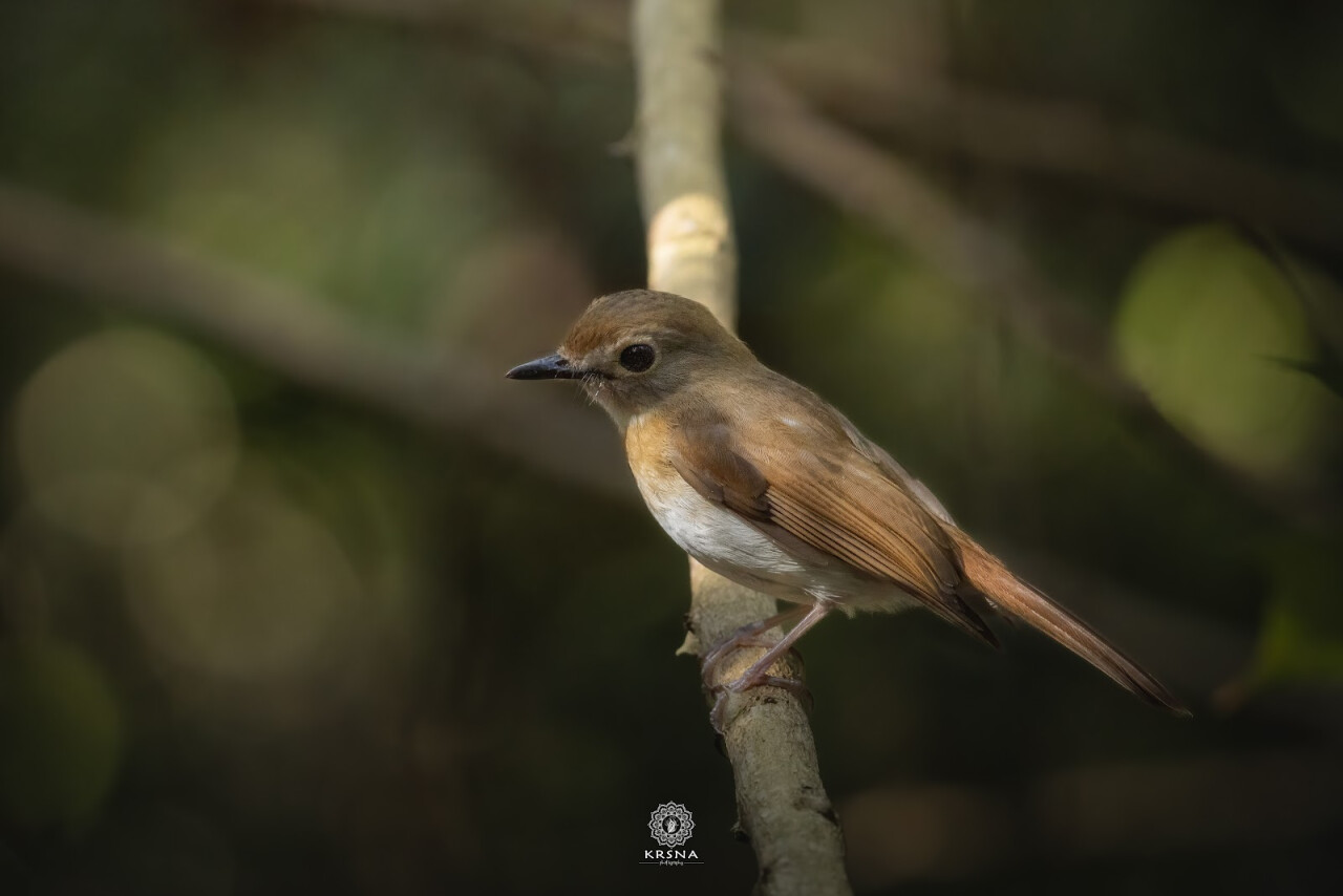 Belatungan Hide by Sriwijaya Camera