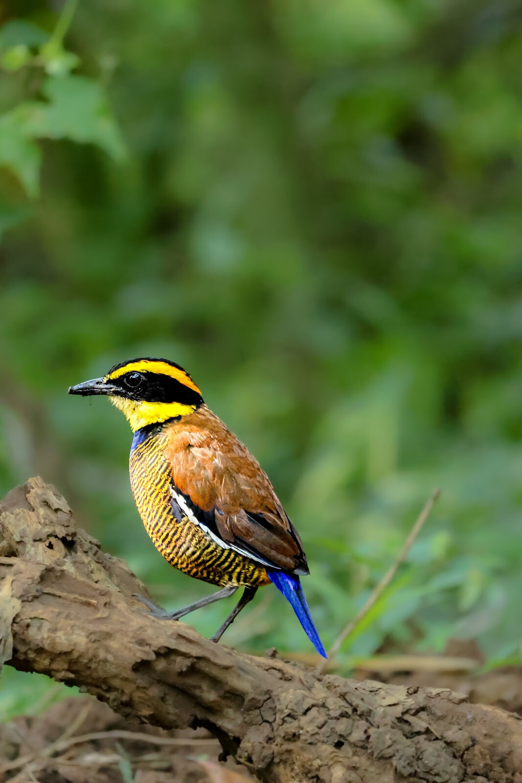 Belatungan Hide by Sriwijaya Camera