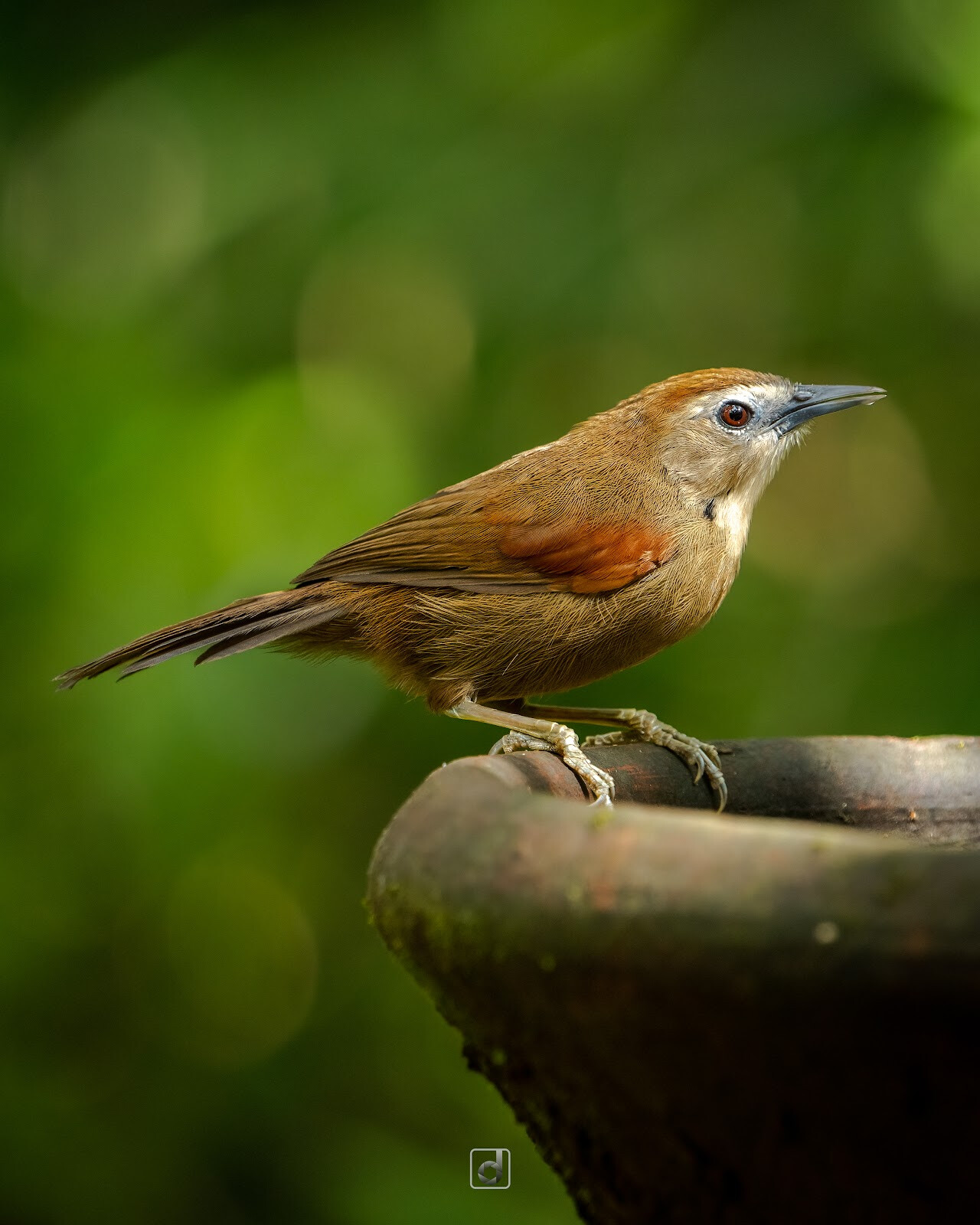 Belatungan Hide by Sriwijaya Camera