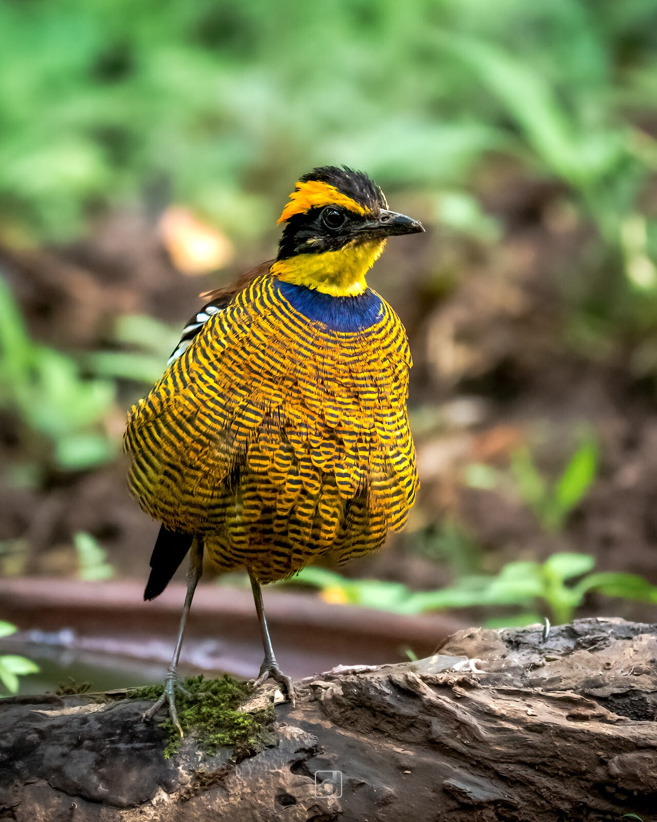 Belatungan Hide by Sriwijaya Camera