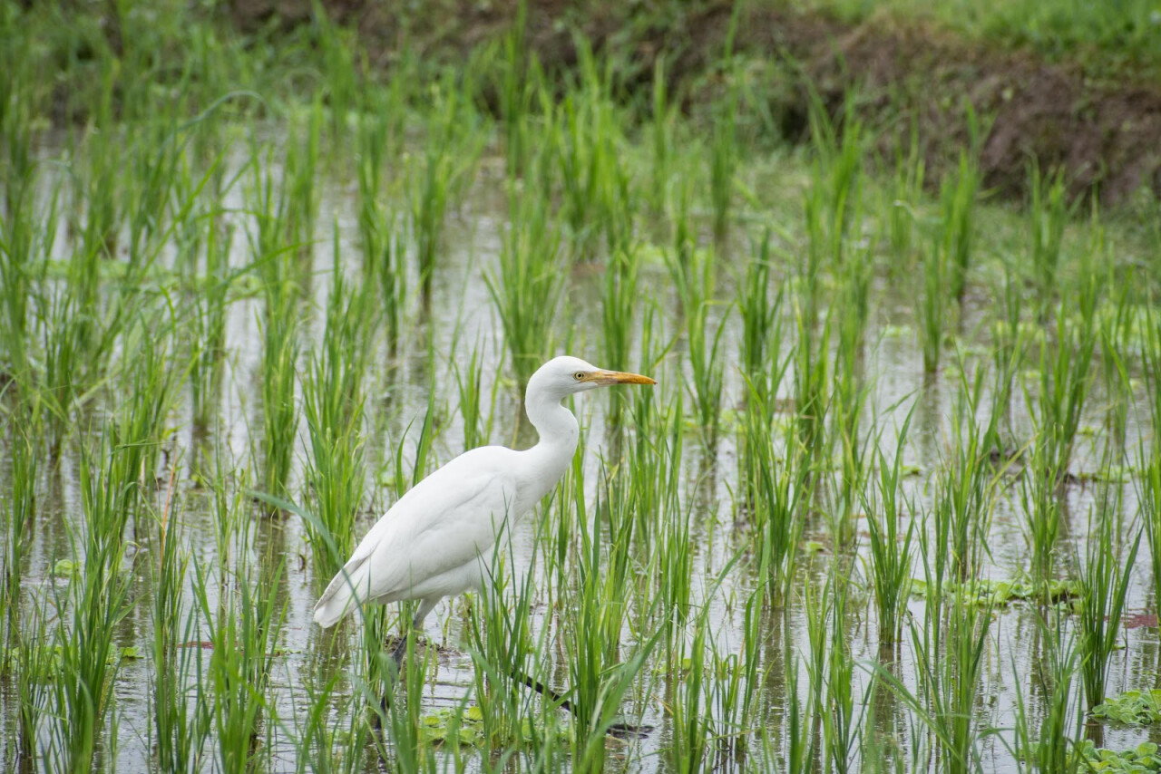 Subak Juwuk Manis Rice fields walk