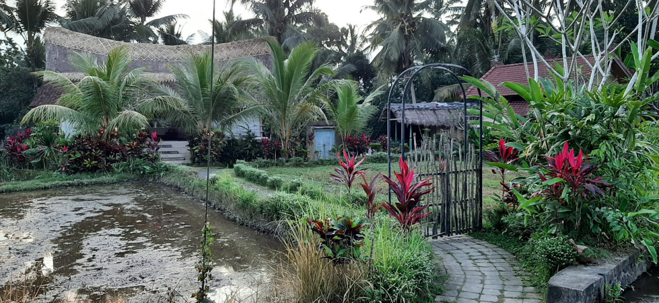 Subak Juwuk Manis Rice fields walk