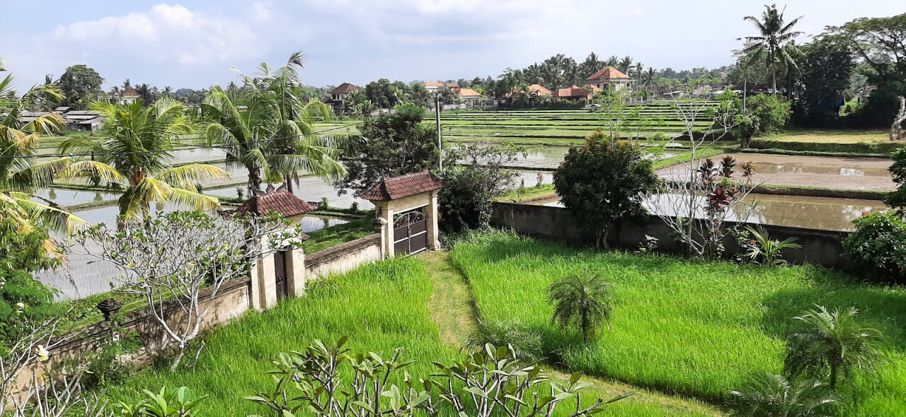 Subak Juwuk Manis Rice fields walk