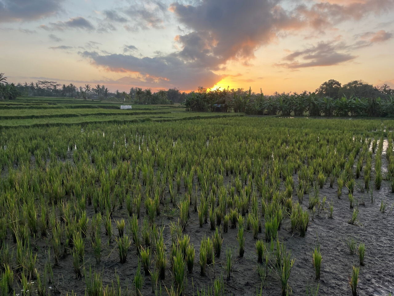 Subak Juwuk Manis Rice fields walk