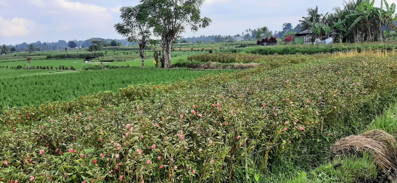 Subak Juwuk Manis Rice fields walk