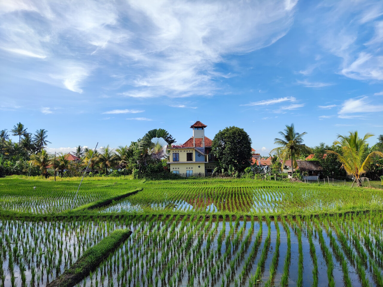 Subak Juwuk Manis Rice fields walk