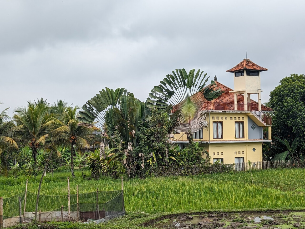 Subak Juwuk Manis Rice fields walk