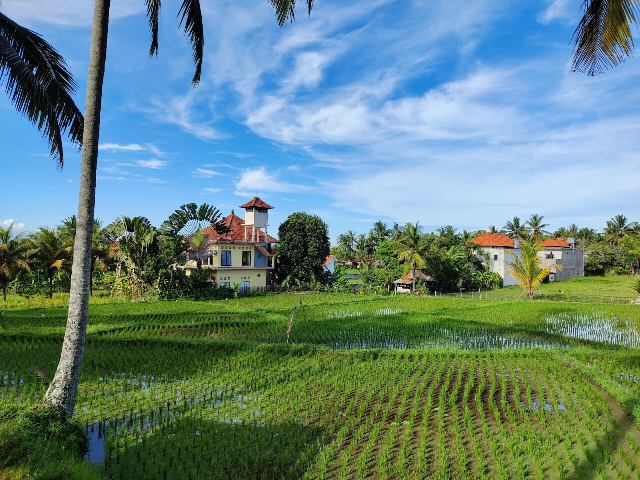 Subak Juwuk Manis Rice fields walk