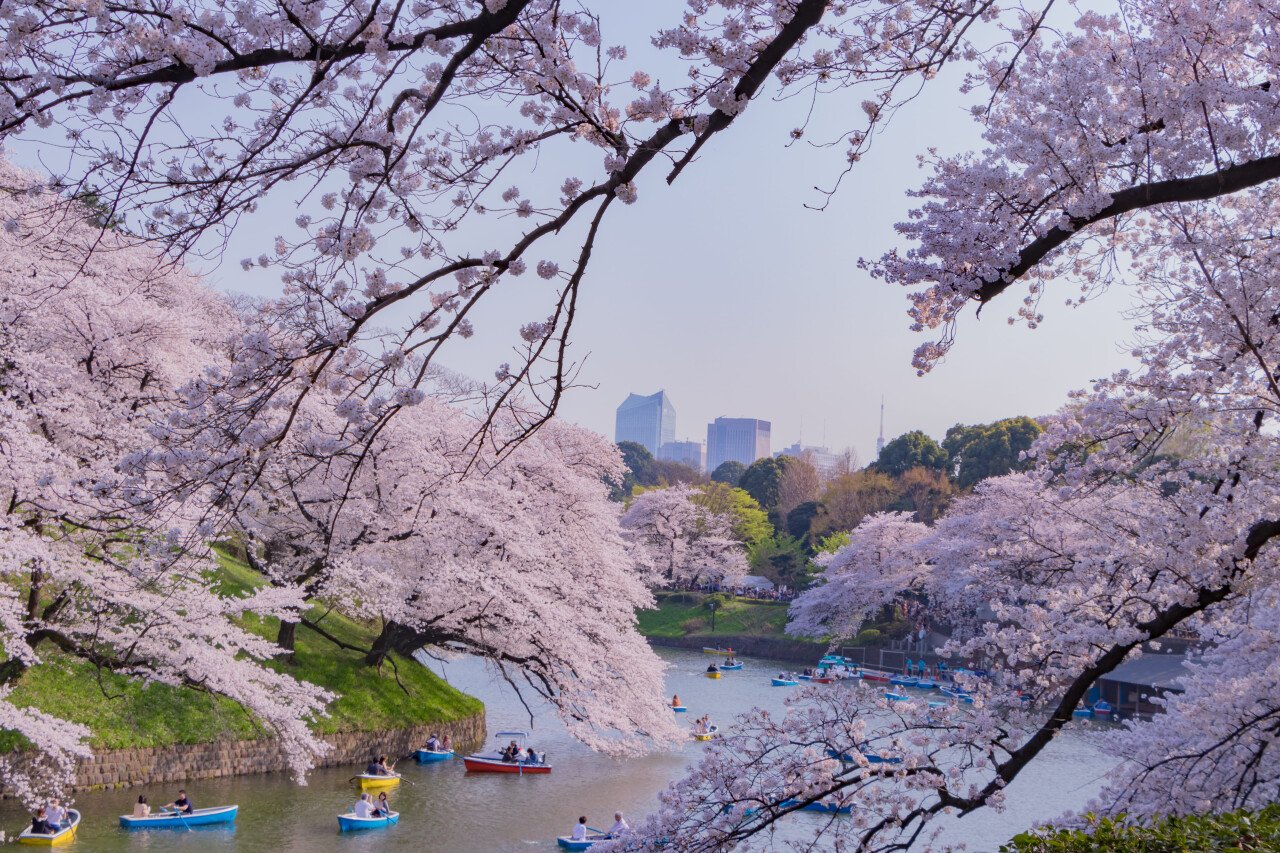 Как увидеть сакуру в Японии: полный гид для весеннего путешествия
