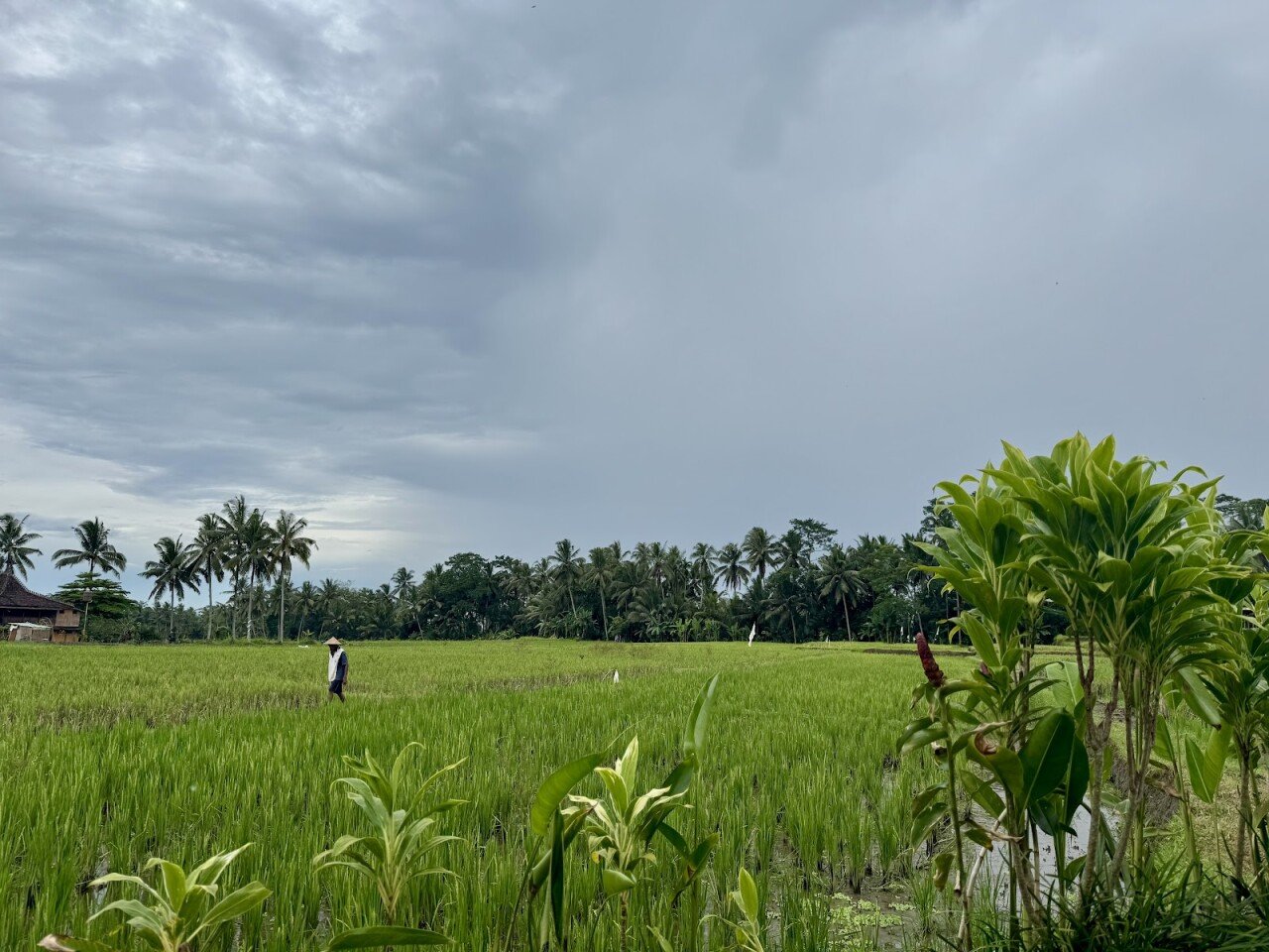 Jungle Padel Ubud