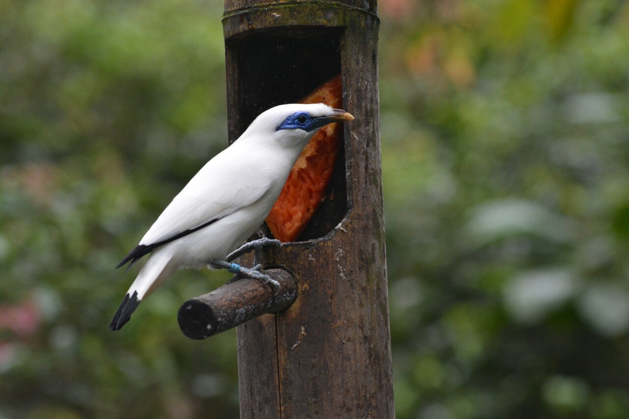 На Бали в дикую природу вернули 12 редких балийских скворцов