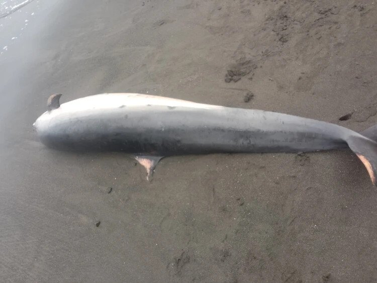 На пляже в Джембране нашли мертвого дельфина