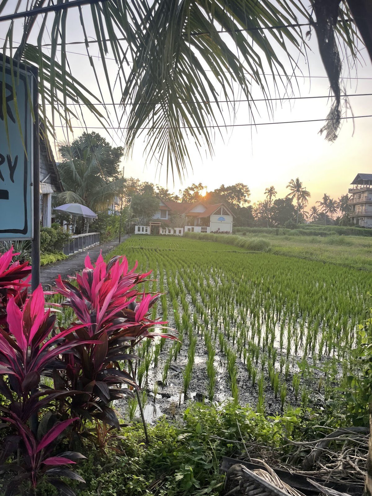 Molecha Organic Warung