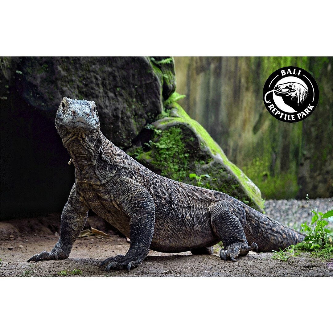Bali Reptile Park