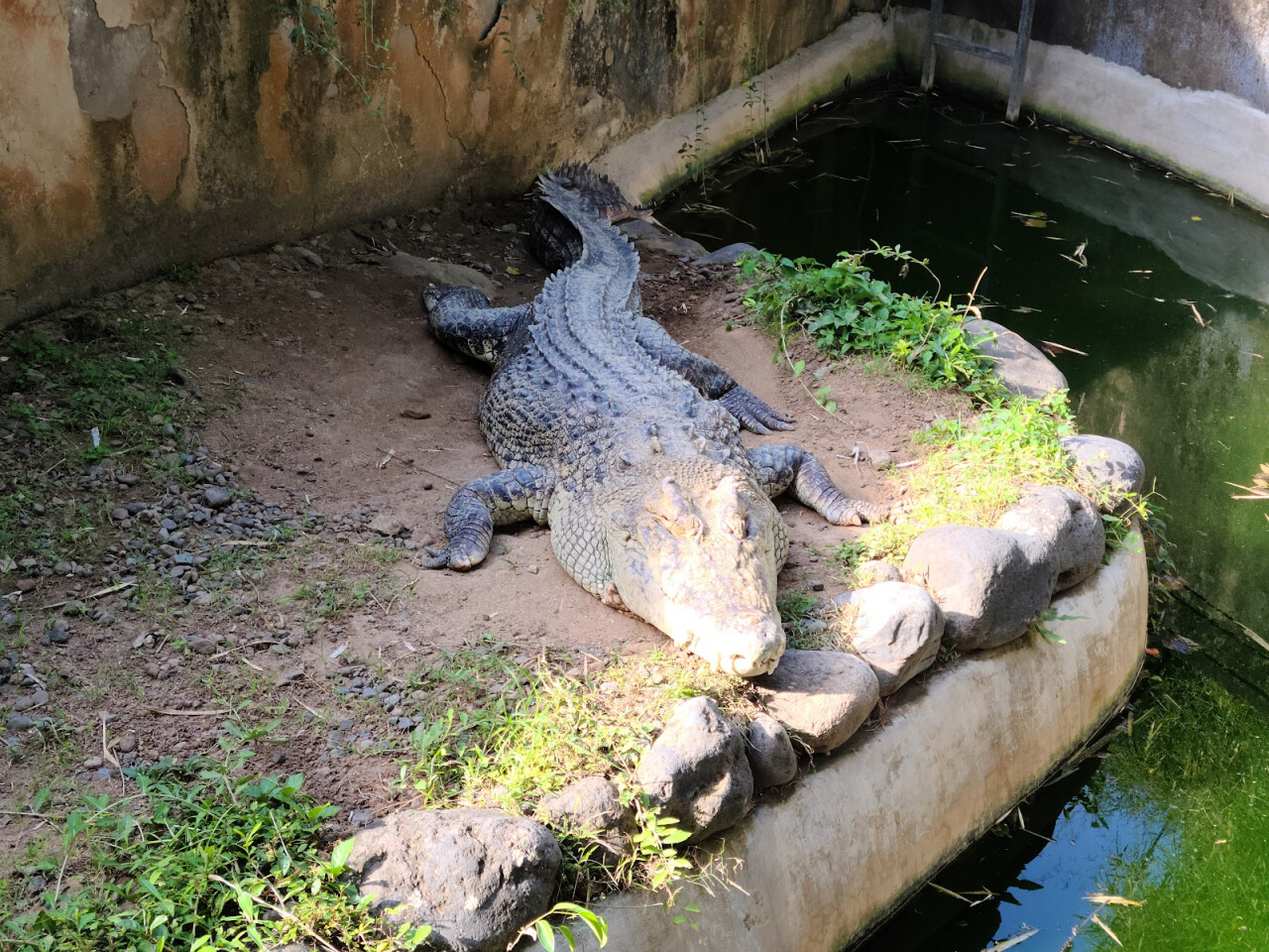 Bali Reptile Park