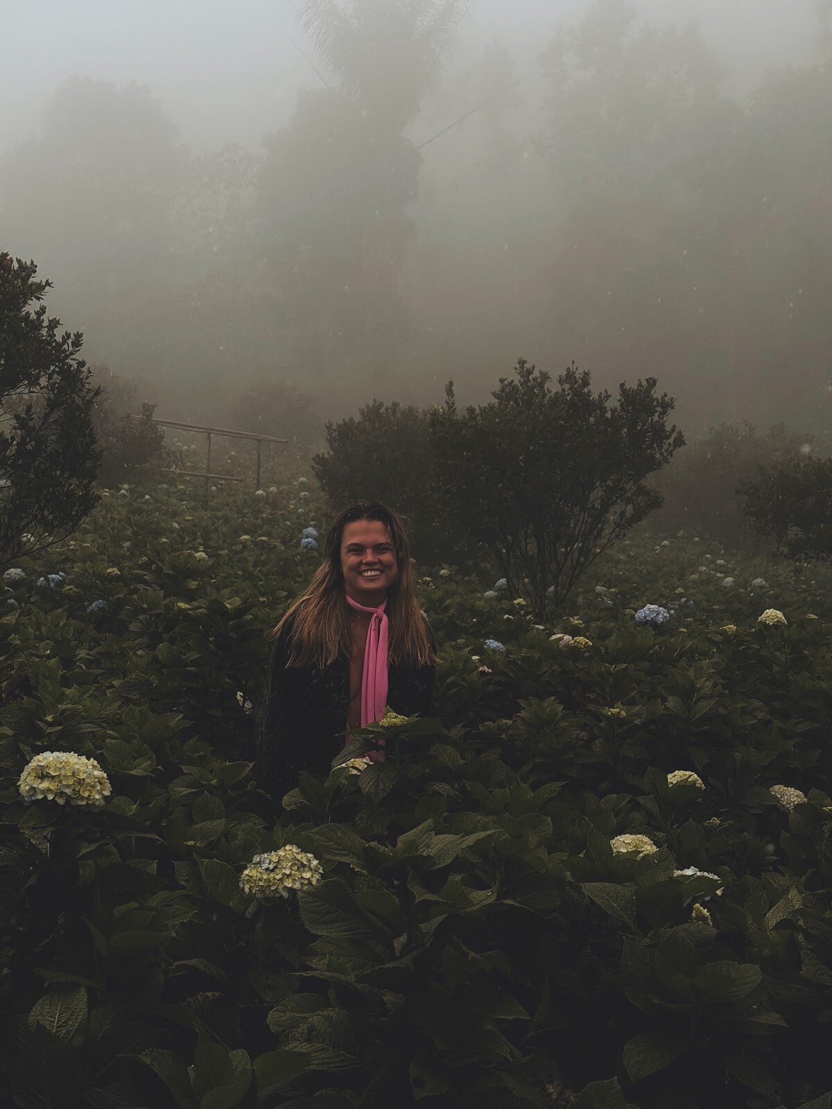 field of hydrangeas