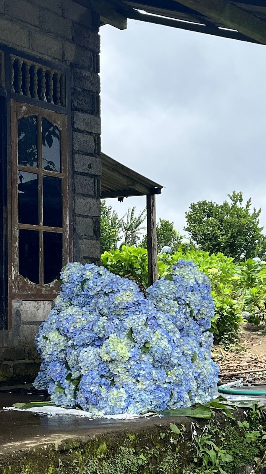 field of hydrangeas