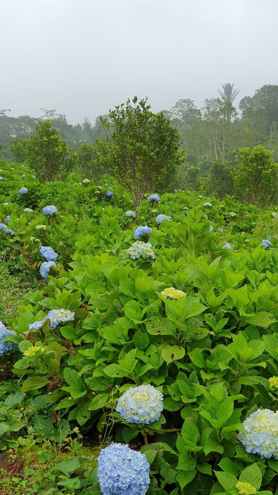 field of hydrangeas