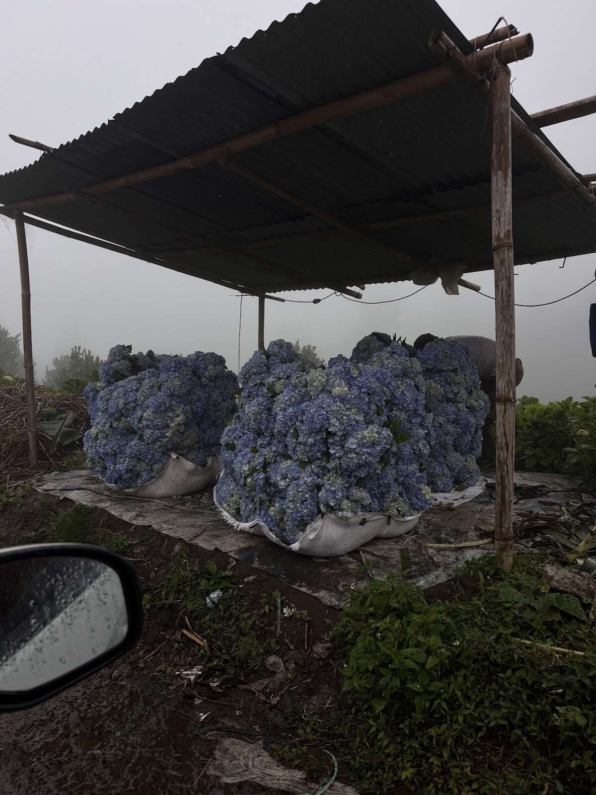 field of hydrangeas