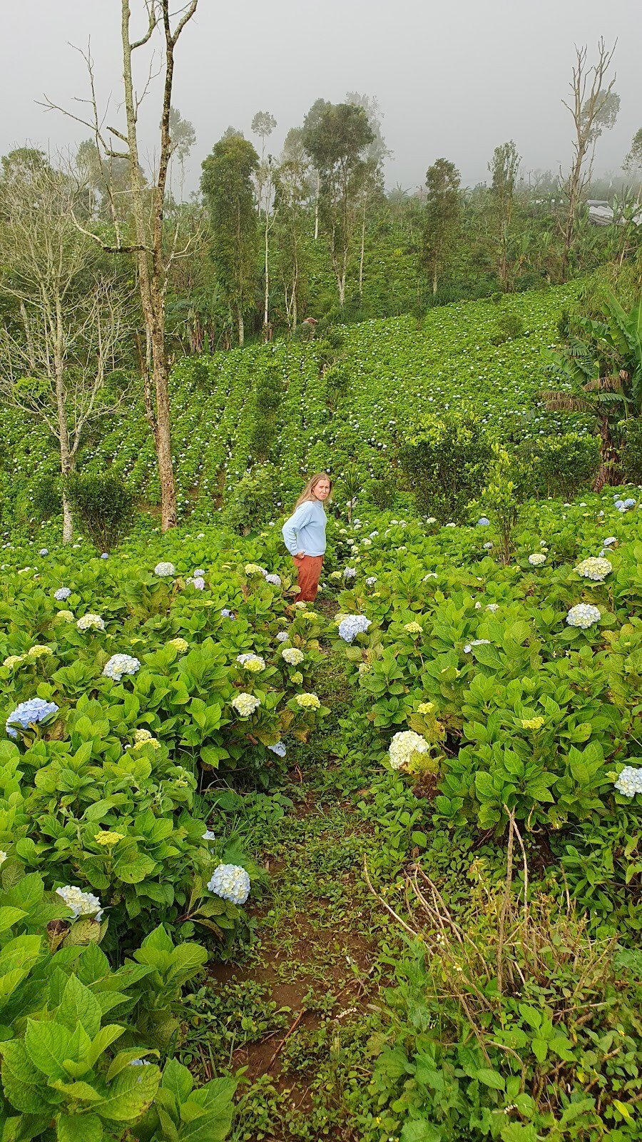 field of hydrangeas