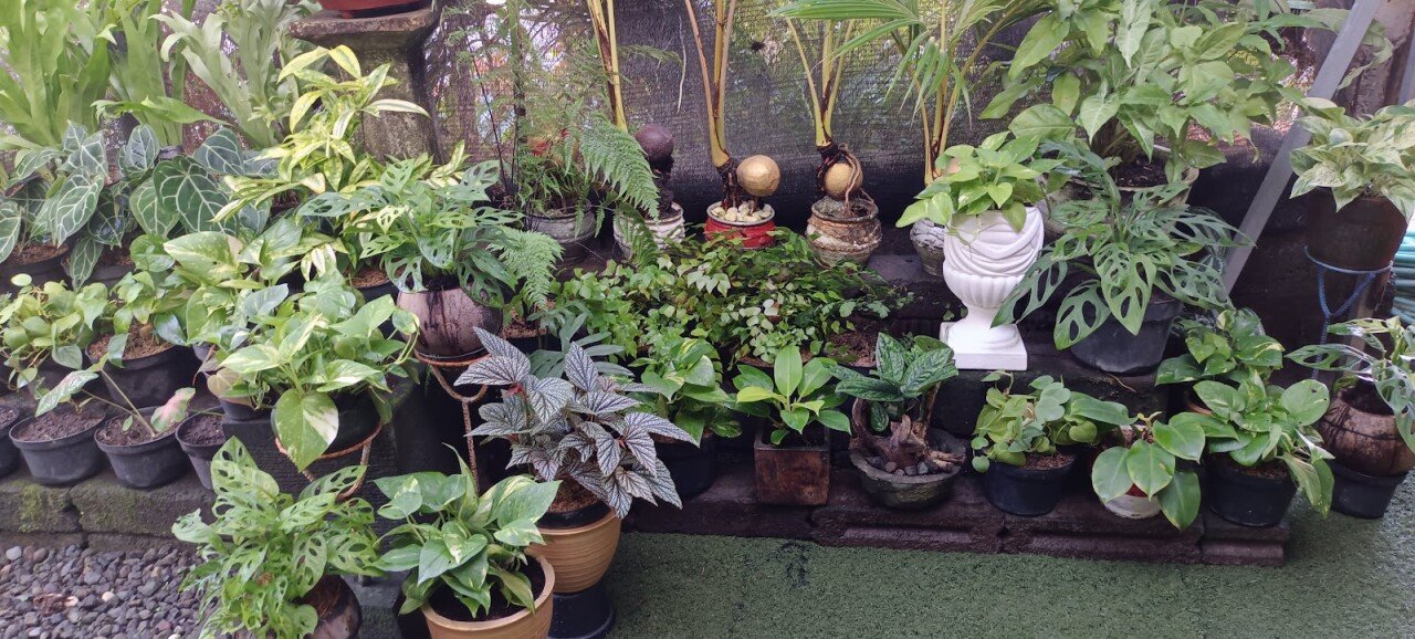 Bukit Berbunga - Garden Shop - Tanaman Hias - Landscape - Pupuk