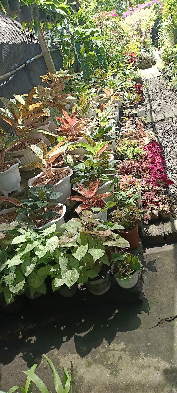 Bukit Berbunga - Garden Shop - Tanaman Hias - Landscape - Pupuk