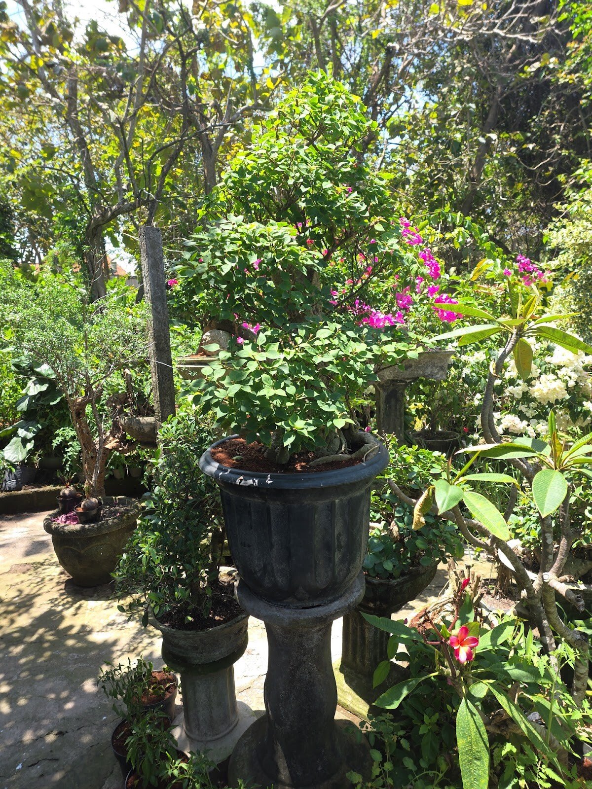 Bukit Berbunga - Garden Shop - Tanaman Hias - Landscape - Pupuk